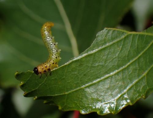 Réf. 286 852 : Pristiphora conjugata